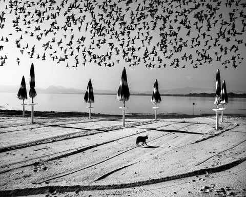 Birds Flock Over Quiet Beach