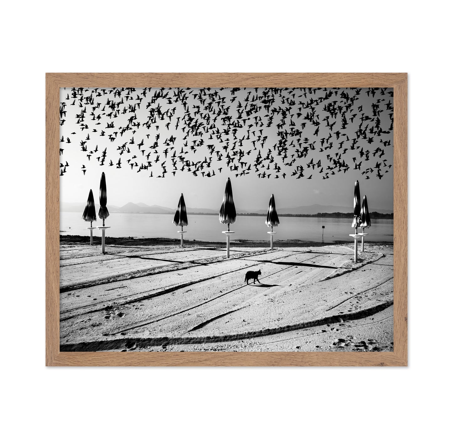 Birds Flock Over Quiet Beach