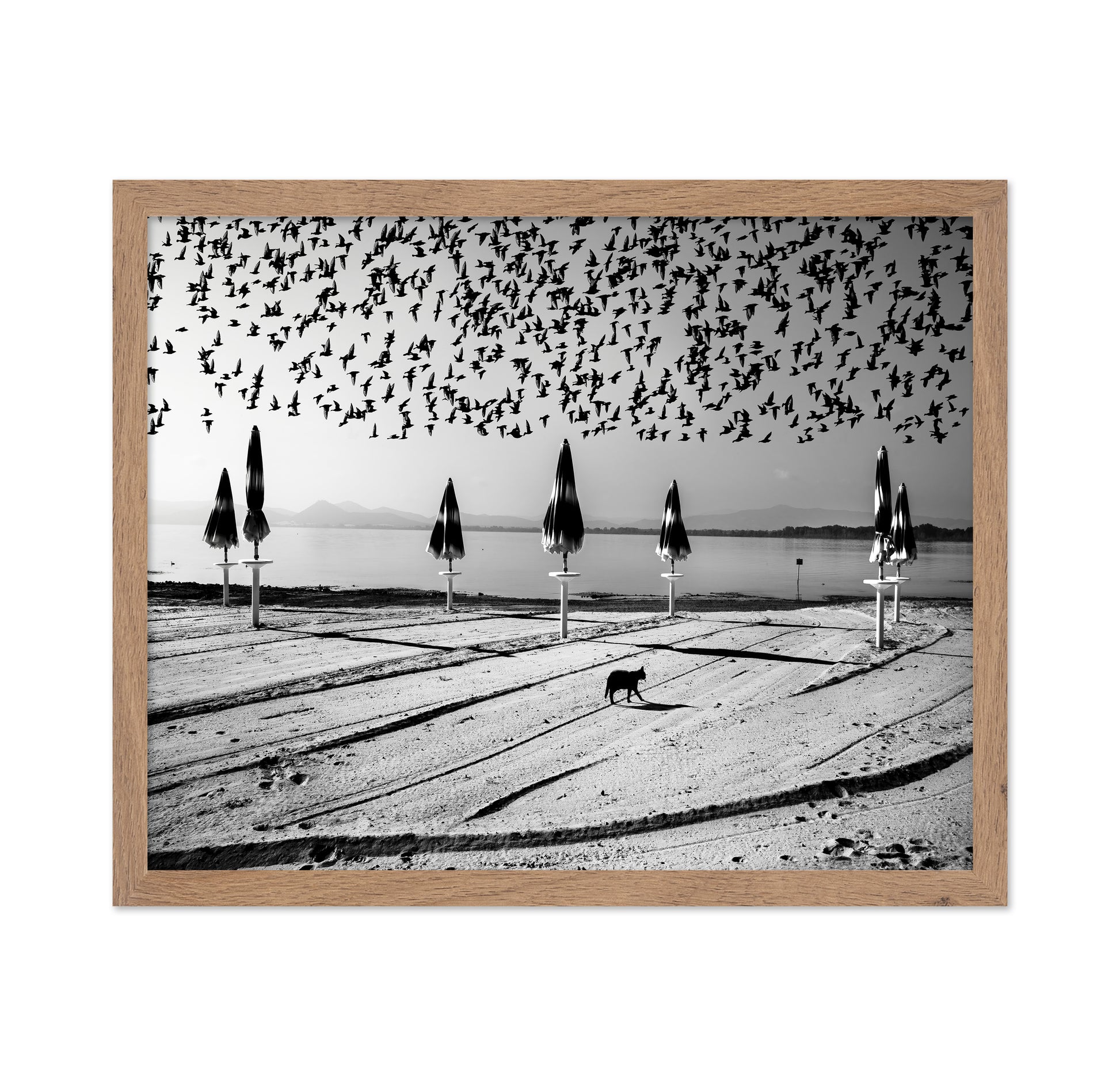 Birds Flock Over Quiet Beach