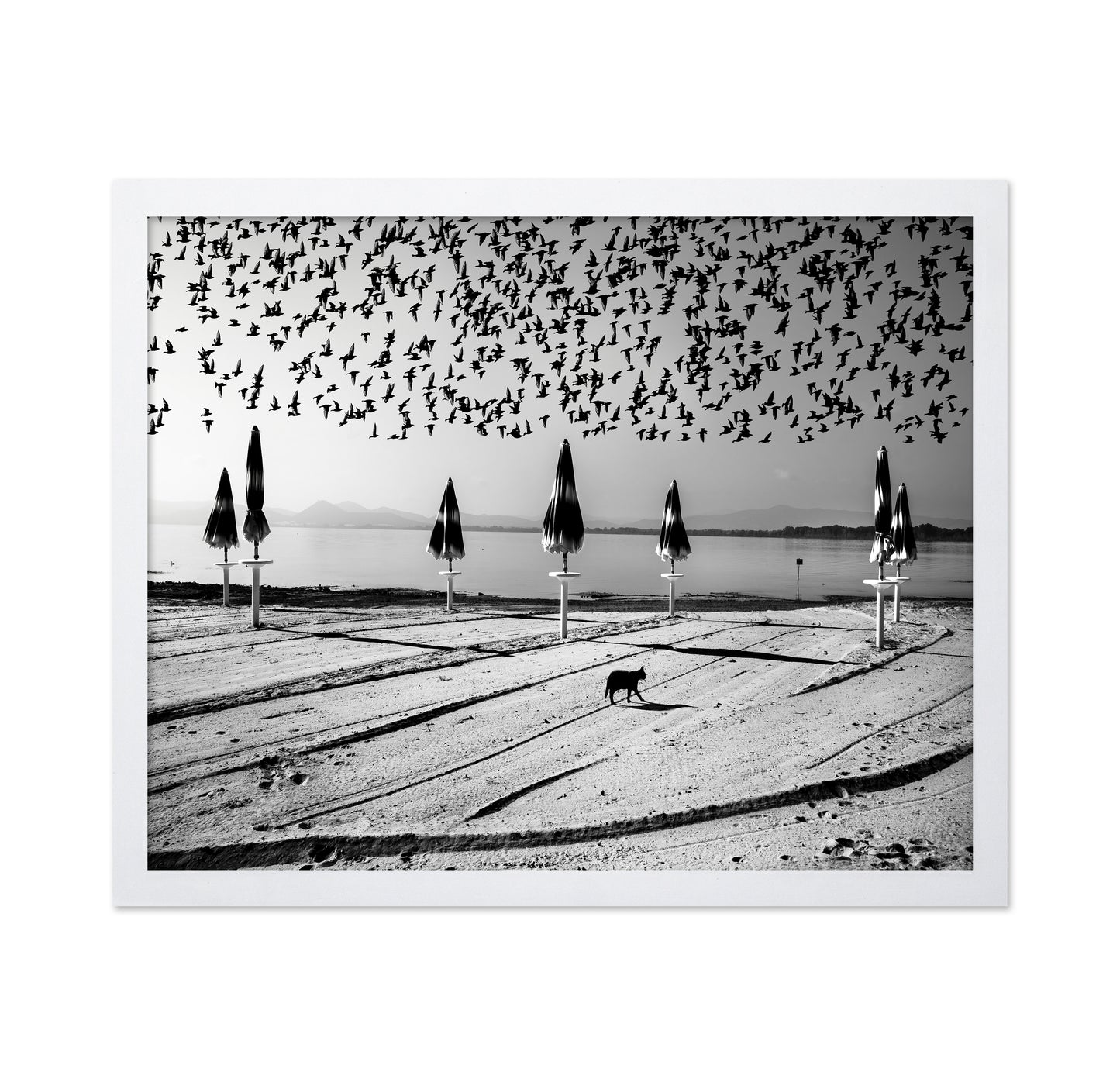 Birds Flock Over Quiet Beach