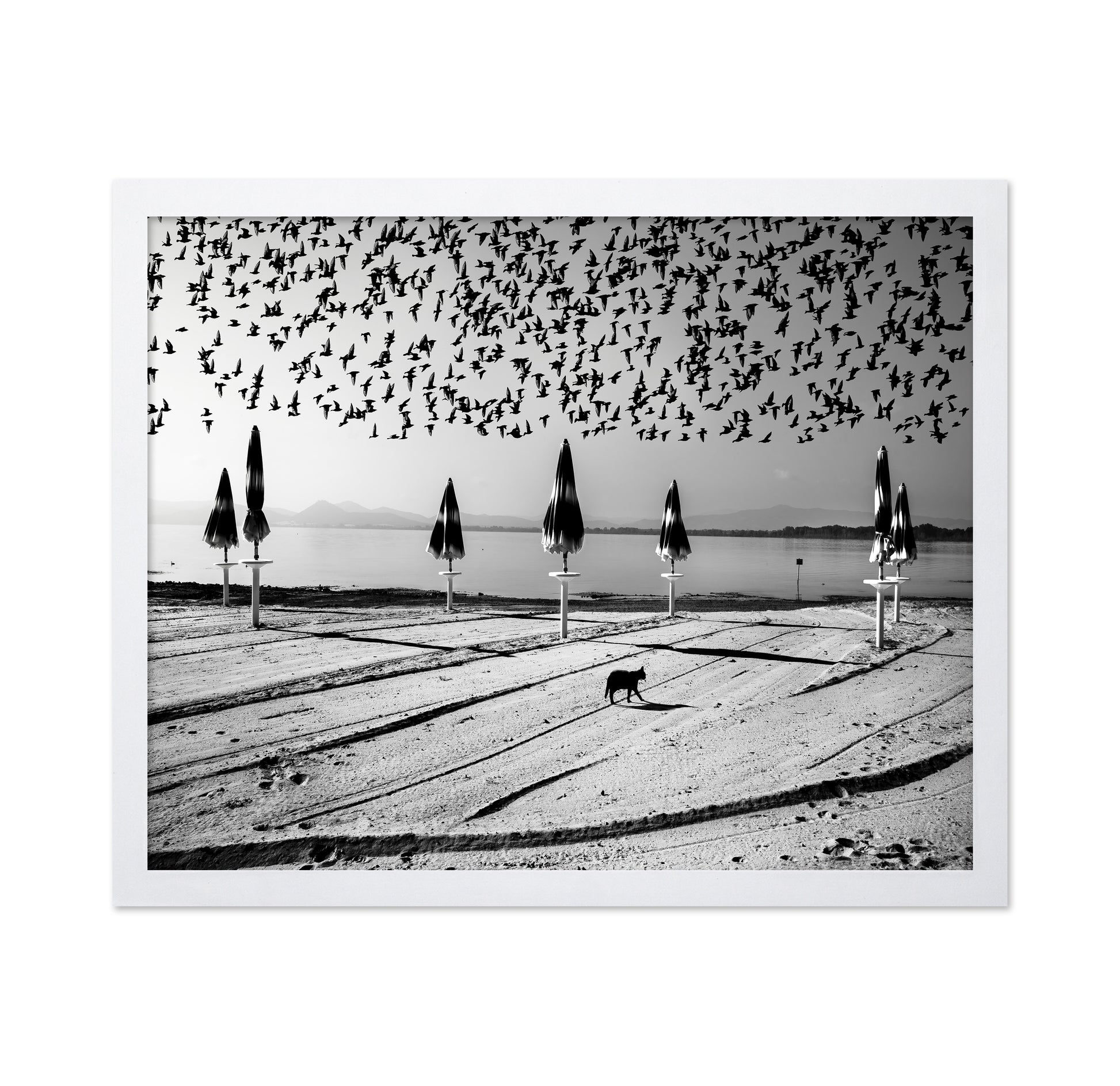 Birds Flock Over Quiet Beach