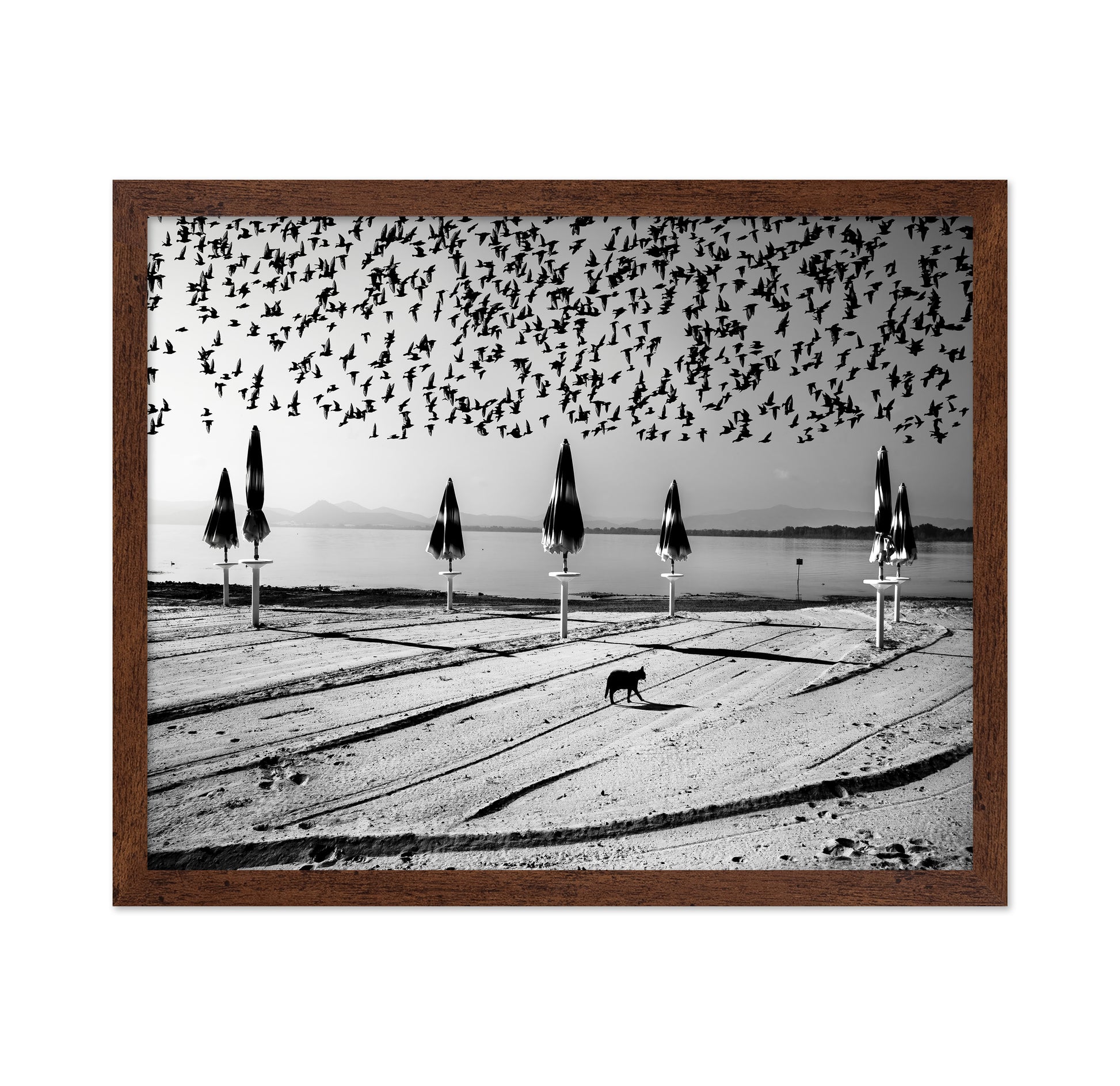 Birds Flock Over Quiet Beach