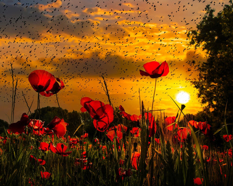 Poppy Field At Sunset Sky