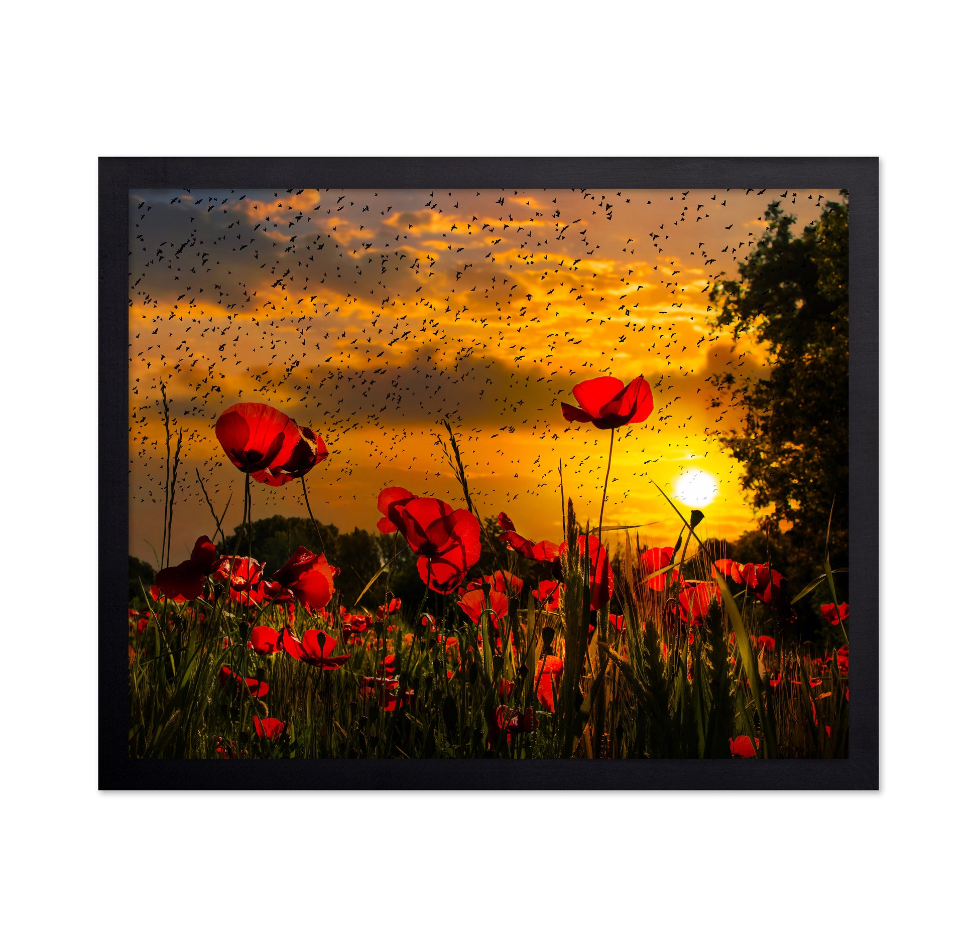 Poppy Field At Sunset Sky