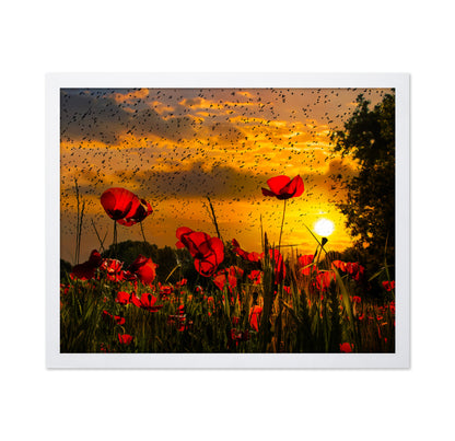 Poppy Field At Sunset Sky