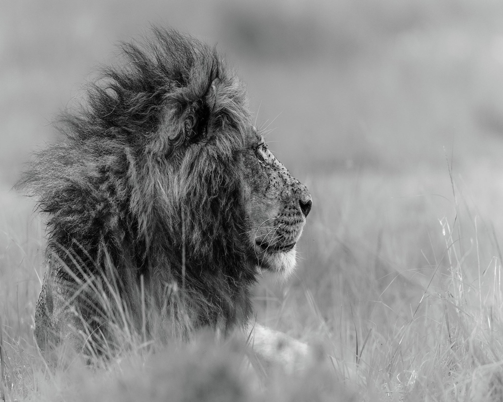 Lone Lion In Monochrome