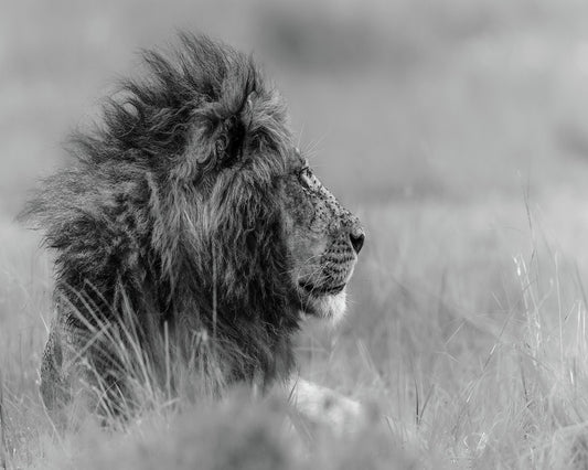 Lone Lion In Monochrome