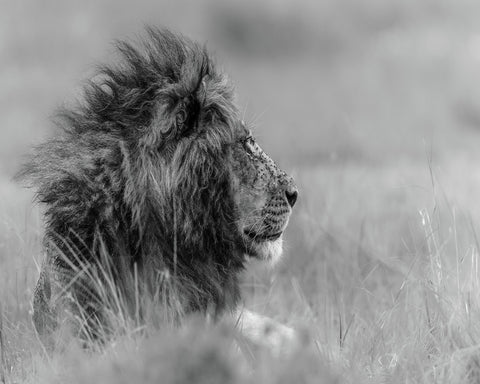 Lone Lion In Monochrome