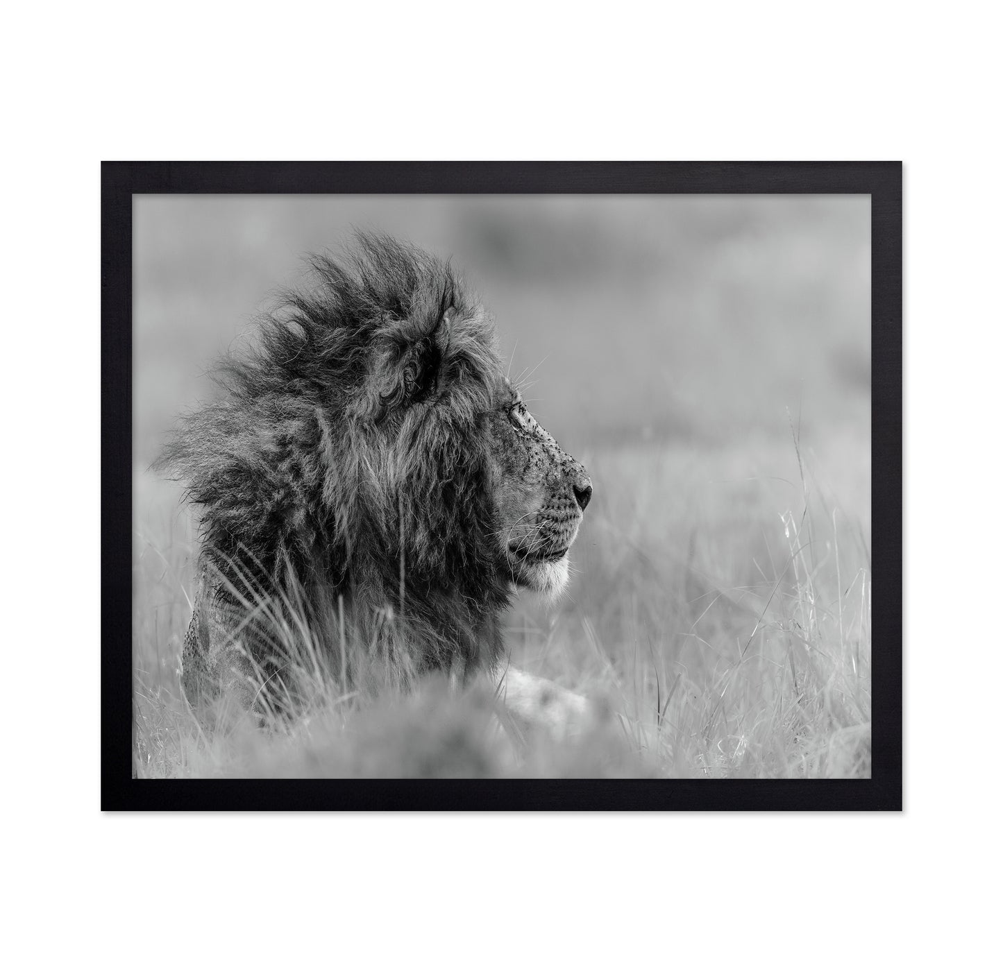 Lone Lion In Monochrome