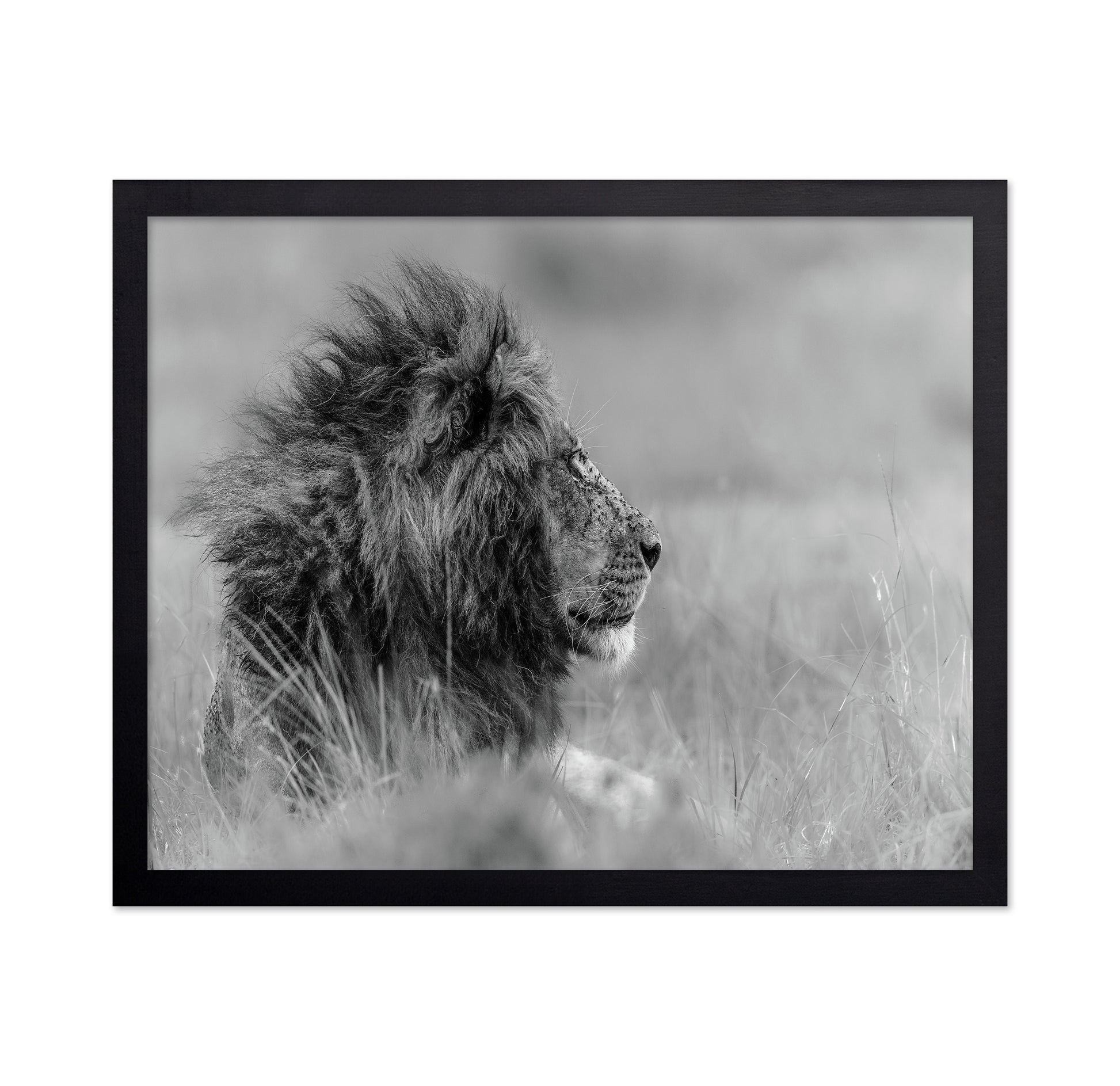 Lone Lion In Monochrome