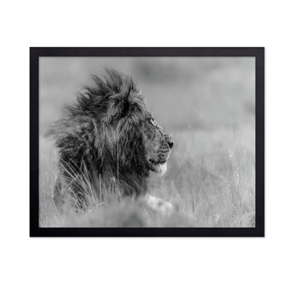Lone Lion In Monochrome