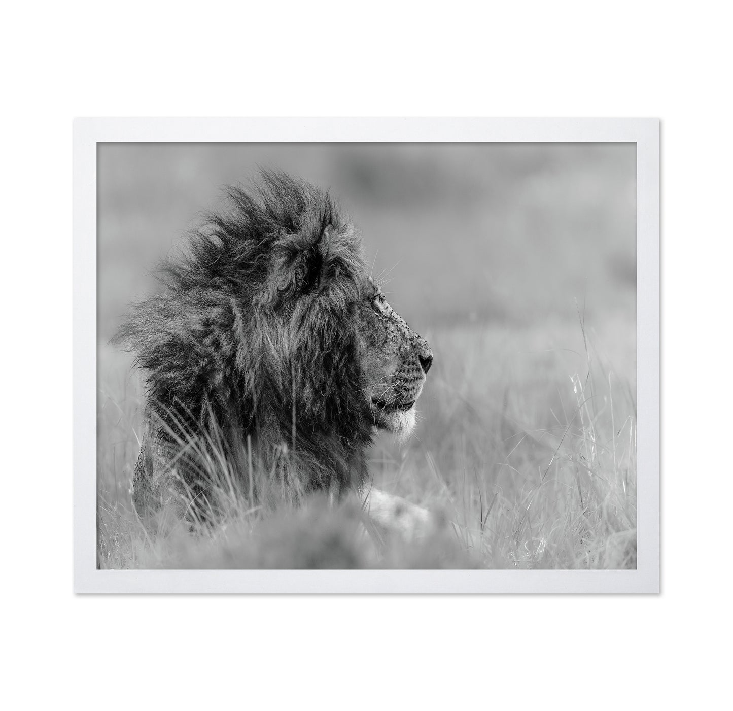 Lone Lion In Monochrome