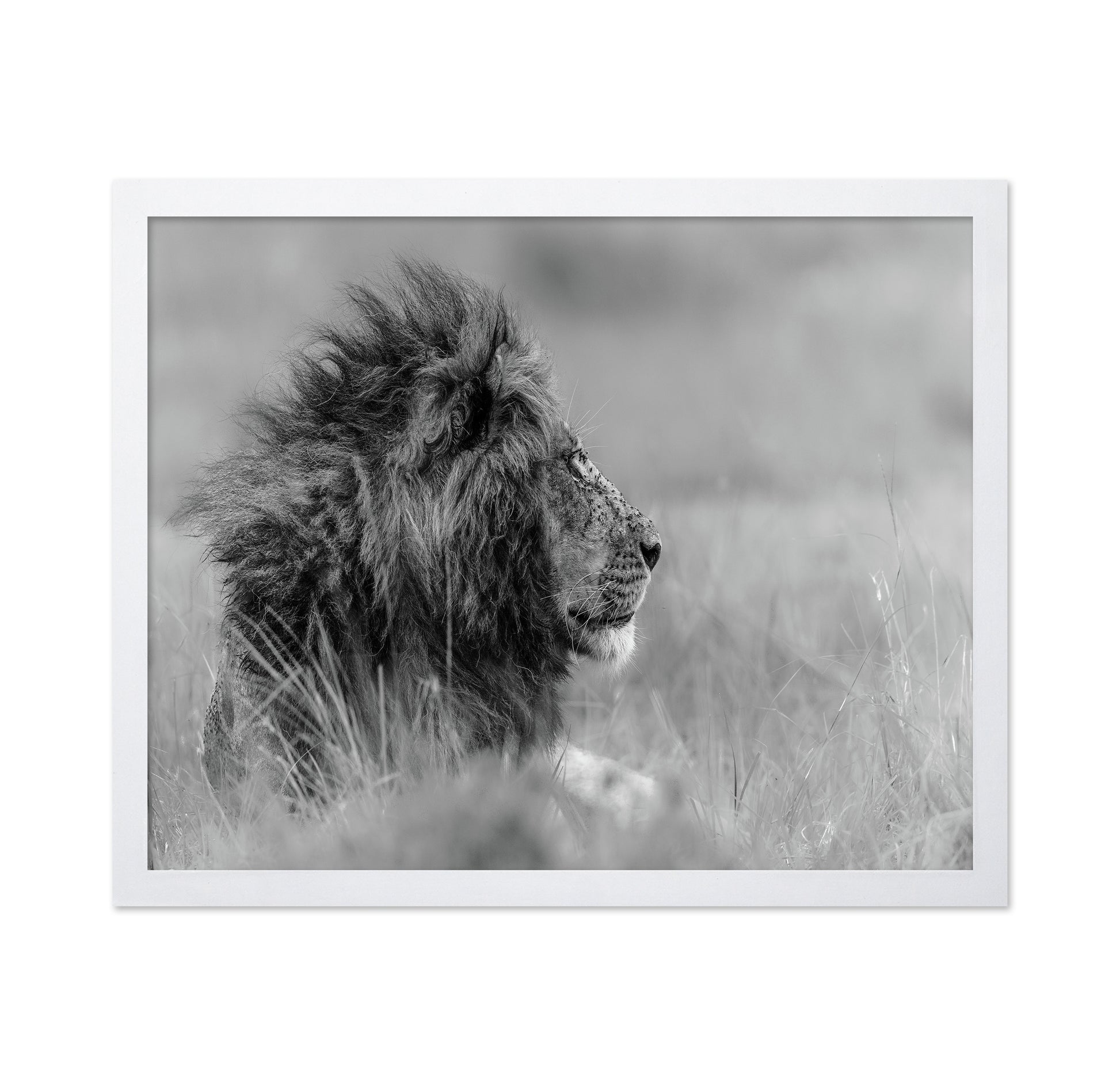 Lone Lion In Monochrome