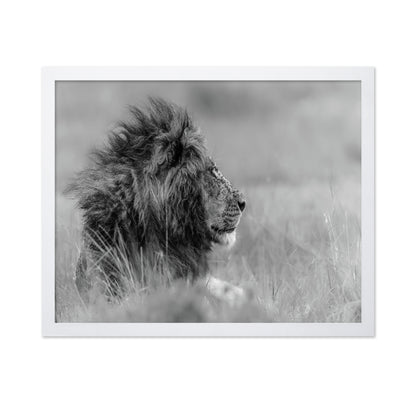 Lone Lion In Monochrome