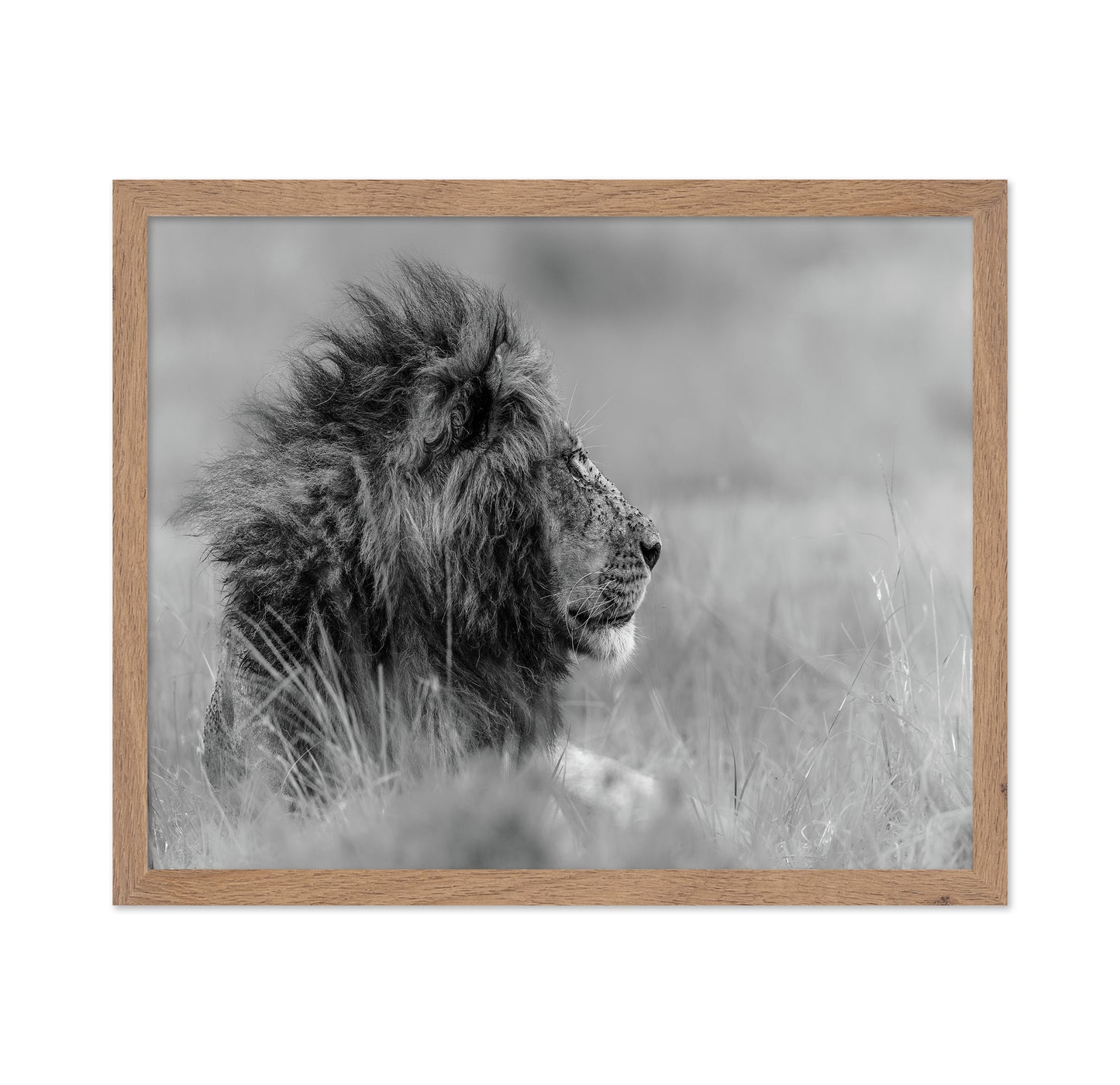 Lone Lion In Monochrome