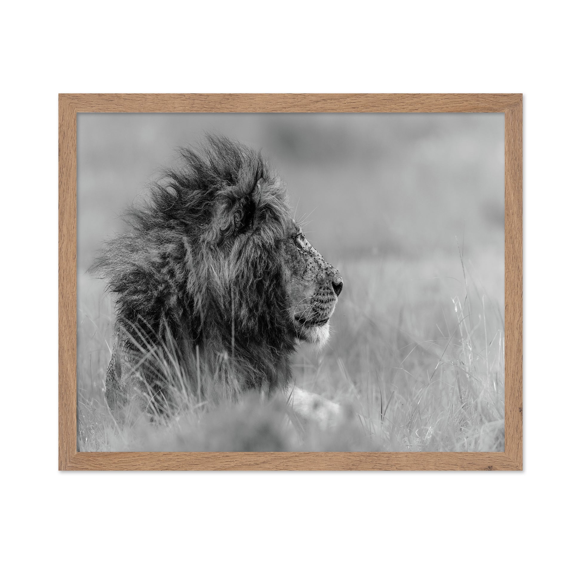 Lone Lion In Monochrome