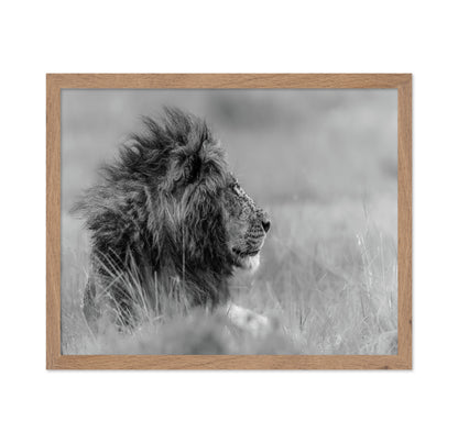 Lone Lion In Monochrome