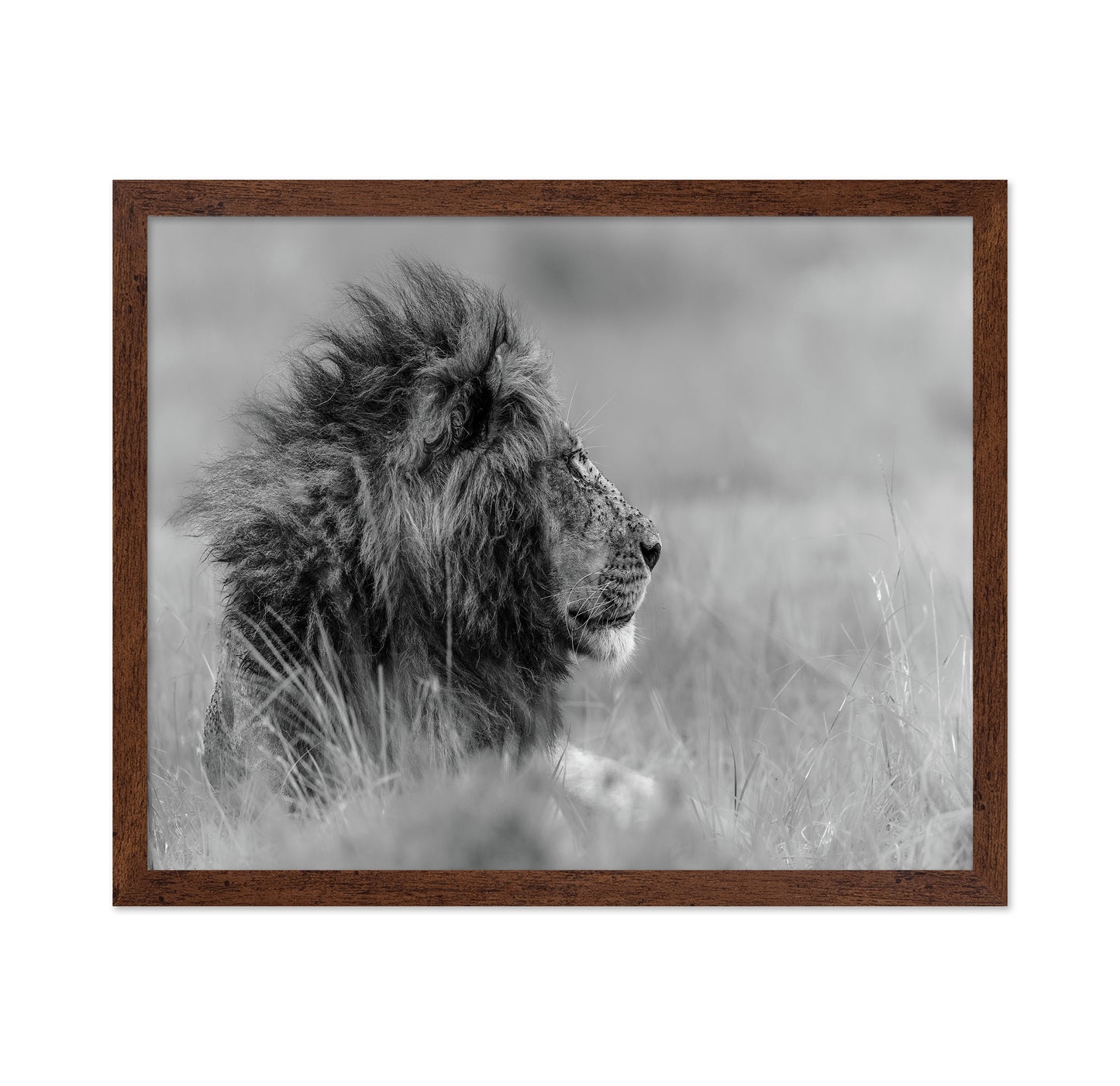 Lone Lion In Monochrome