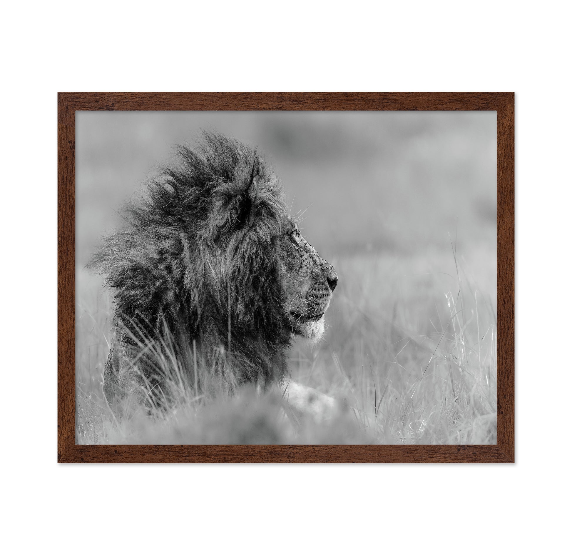 Lone Lion In Monochrome