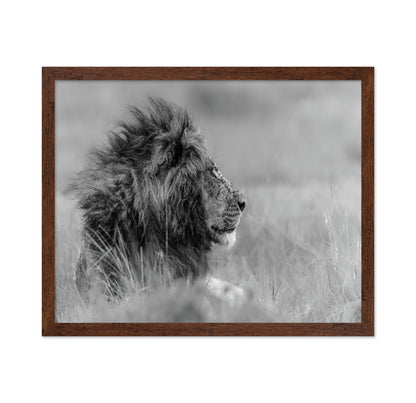 Lone Lion In Monochrome