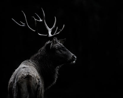 Majestic Deer In Darkness