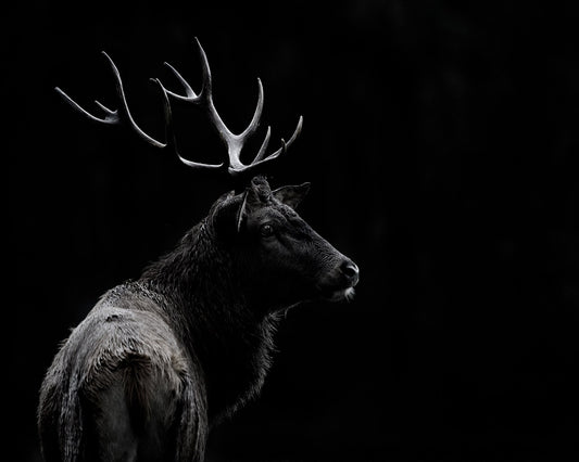 Majestic Deer In Darkness