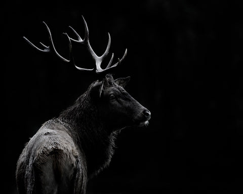 Majestic Deer In Darkness