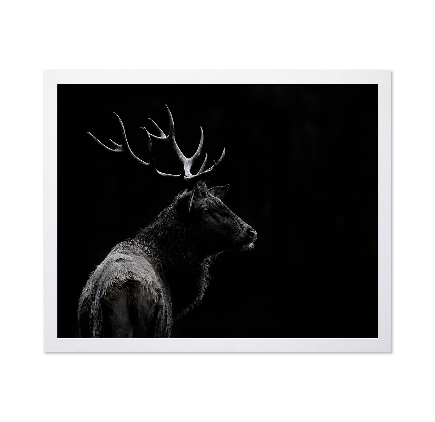 Majestic Deer In Darkness