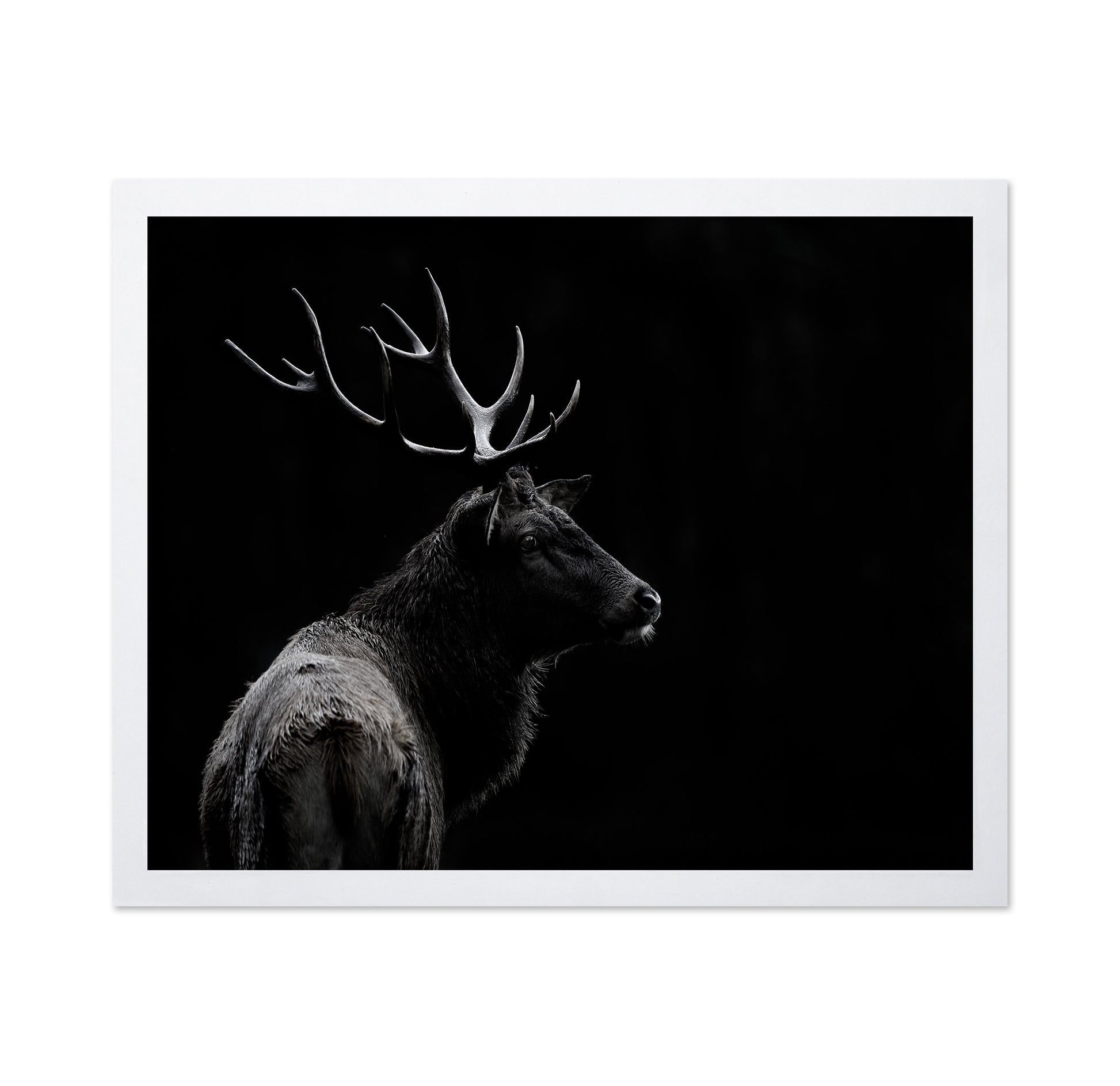 Majestic Deer In Darkness