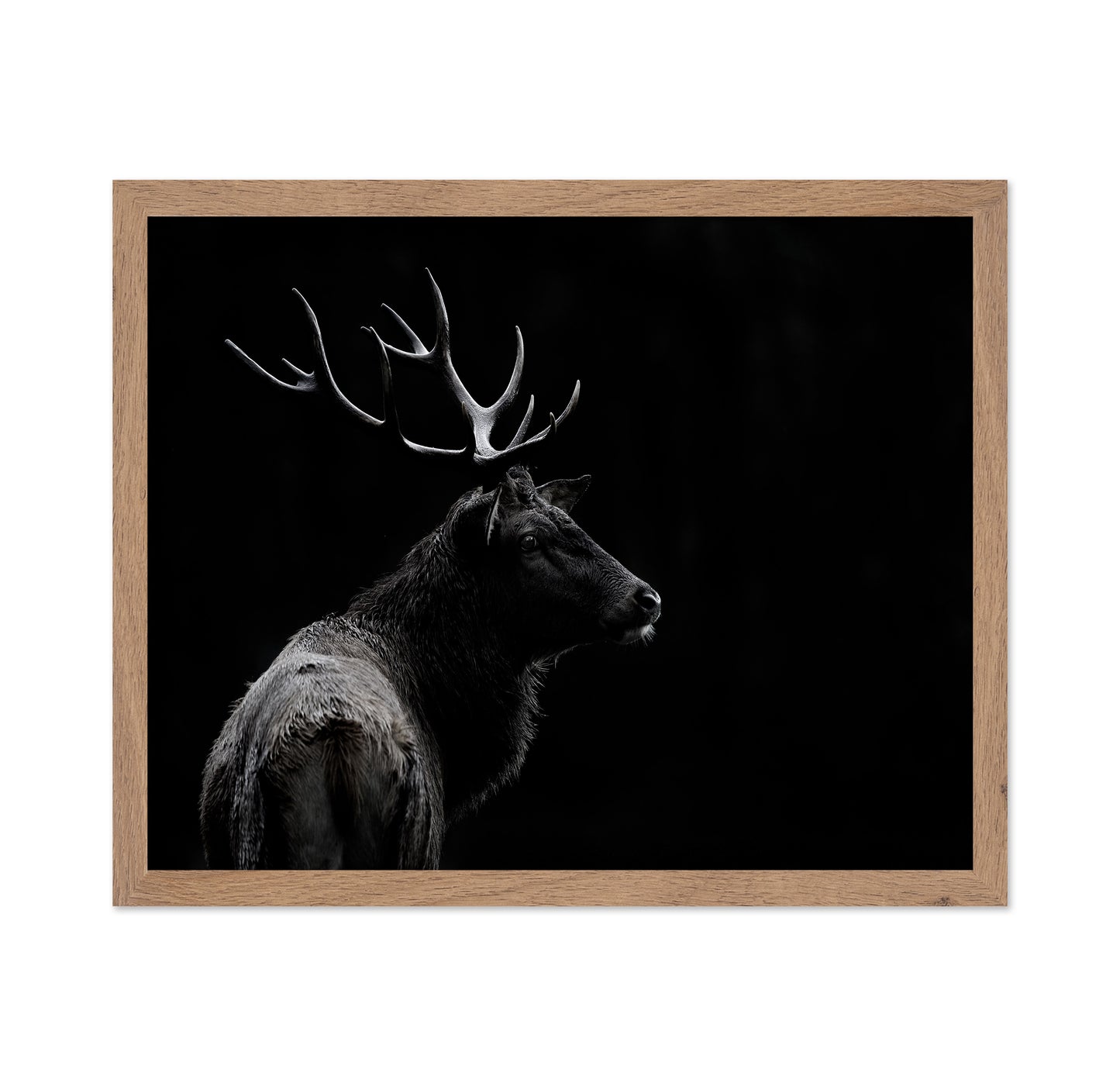 Majestic Deer In Darkness