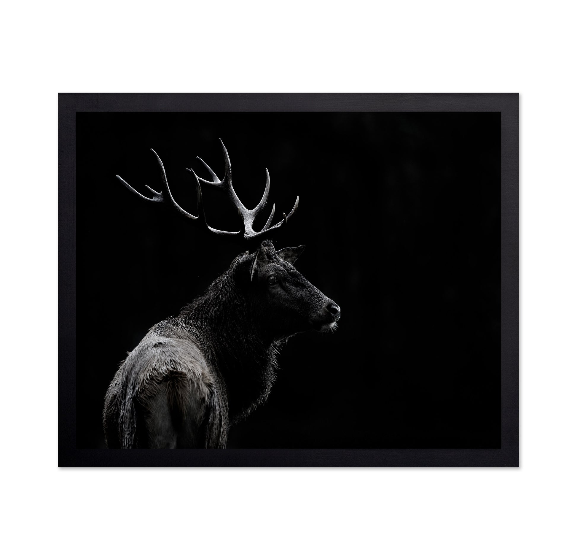 Majestic Deer In Darkness