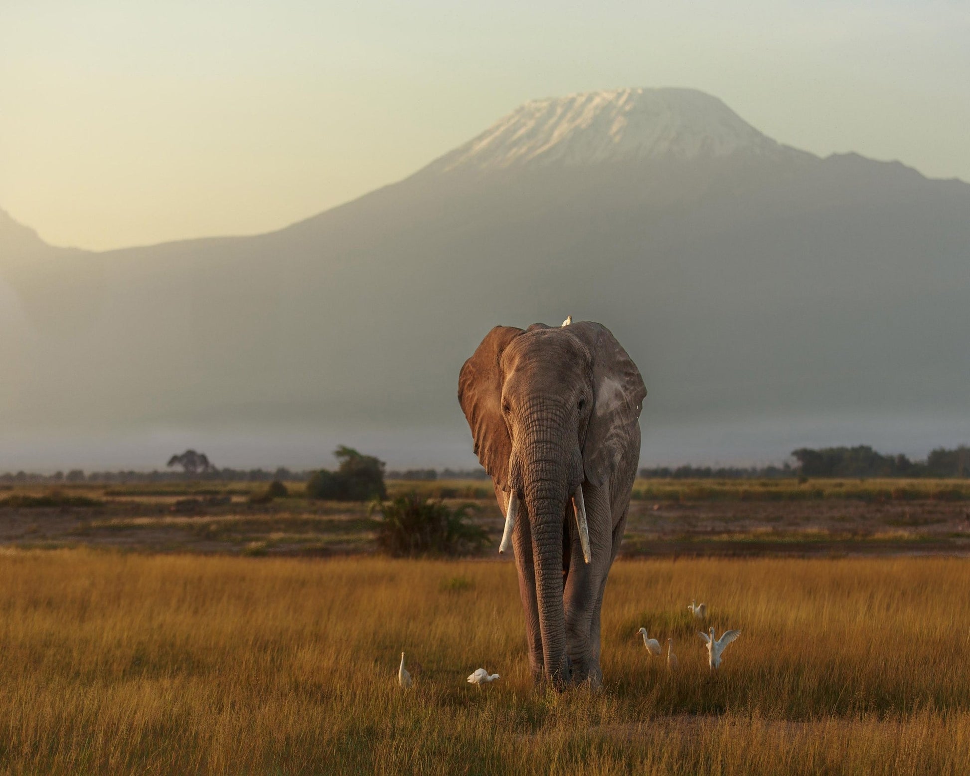 Elephant Beneath Kilimanjaro
