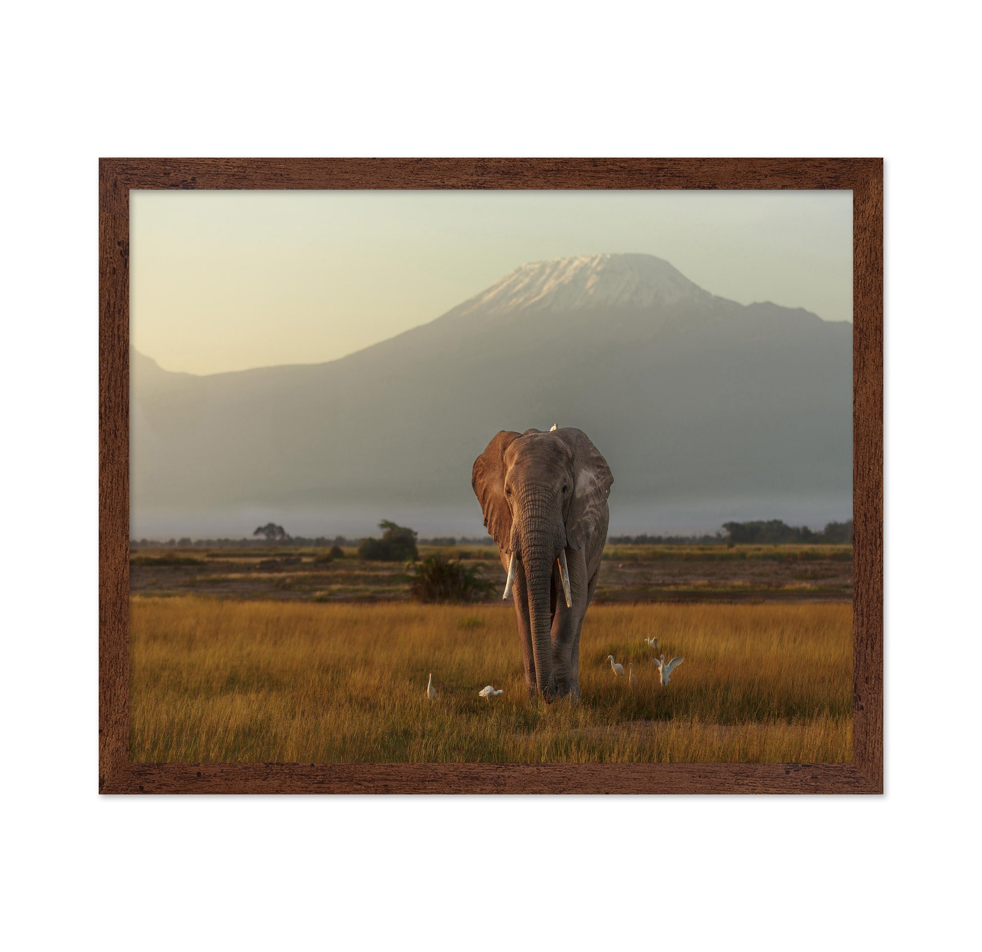 Elephant Beneath Kilimanjaro