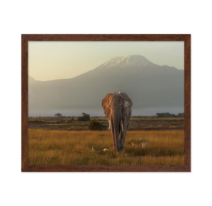 Elephant Beneath Kilimanjaro