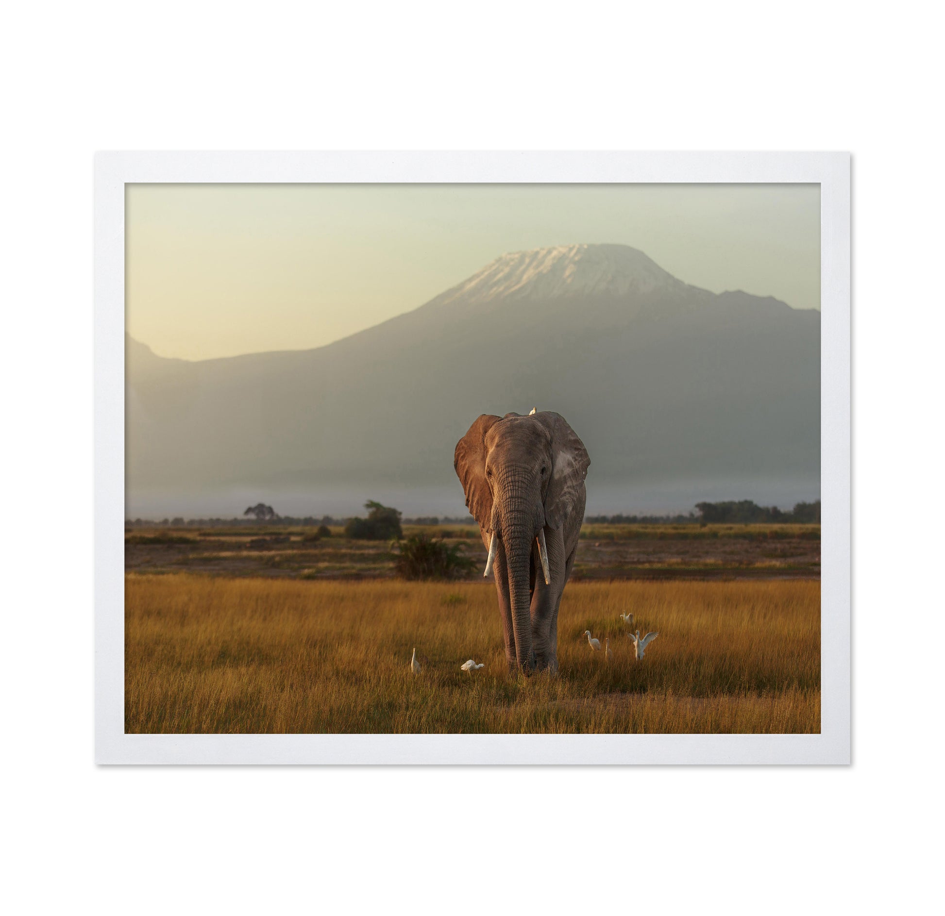 Elephant Beneath Kilimanjaro