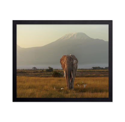 Elephant Beneath Kilimanjaro
