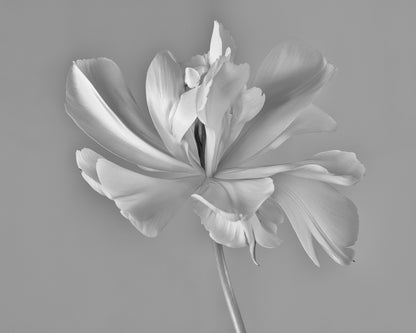 Elegant Tulip Bloom