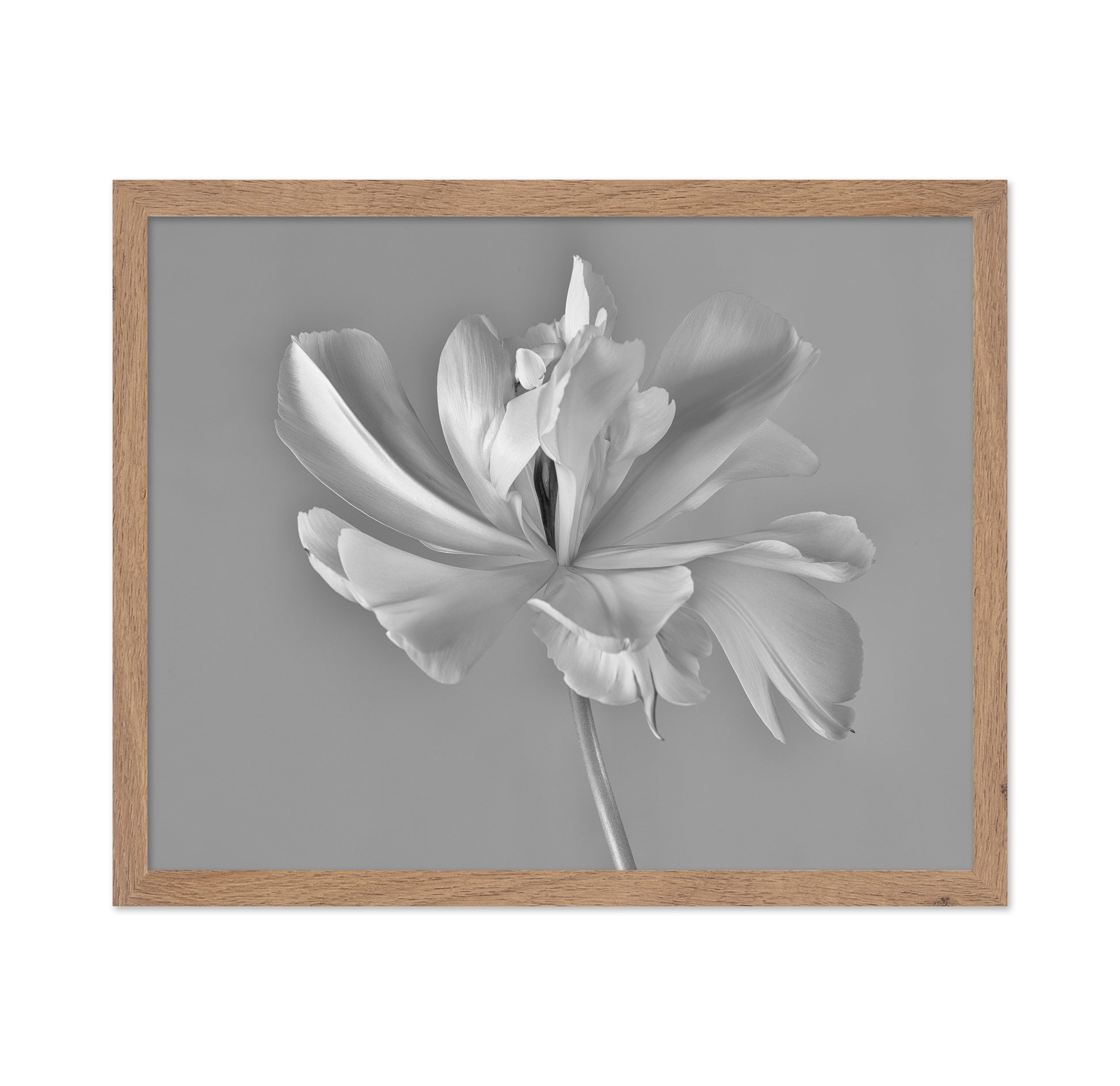 Elegant Tulip Bloom