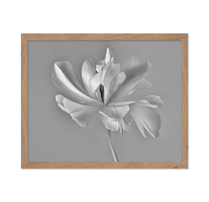 Elegant Tulip Bloom