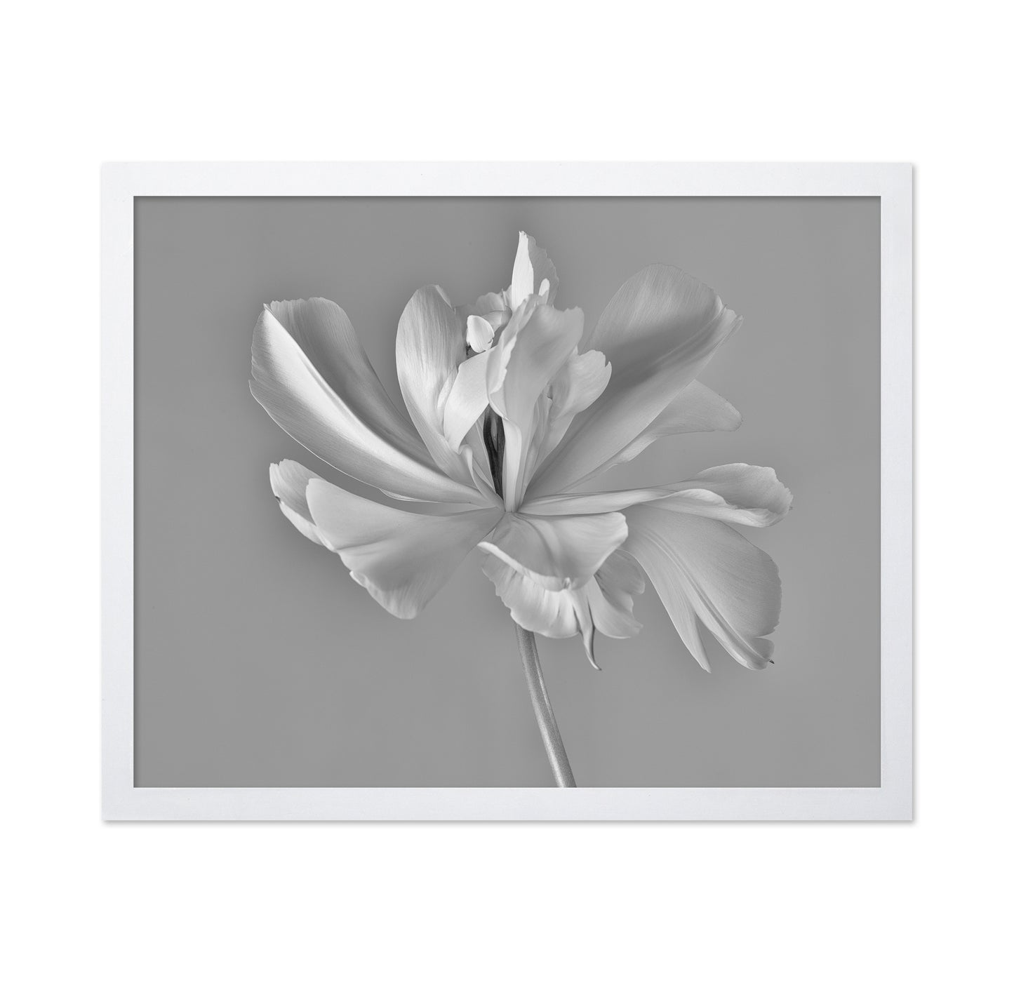 Elegant Tulip Bloom
