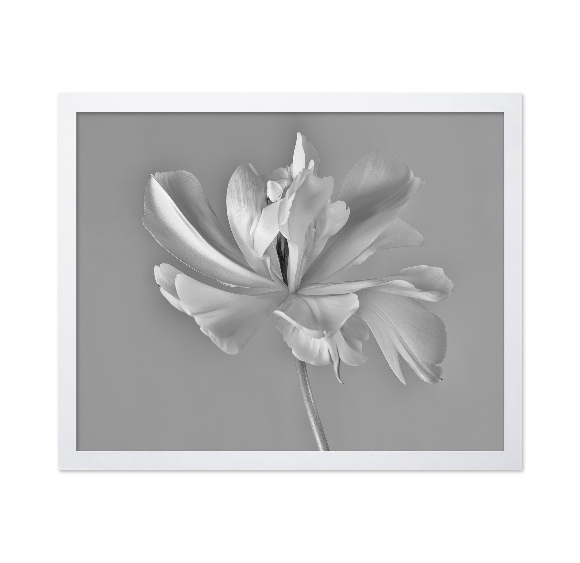 Elegant Tulip Bloom