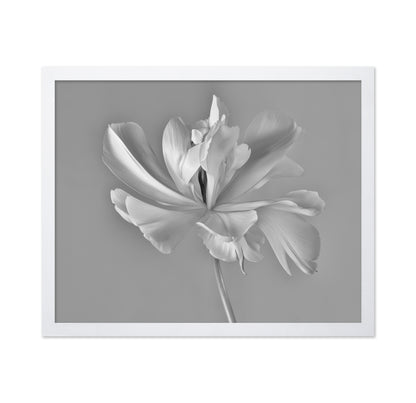 Elegant Tulip Bloom