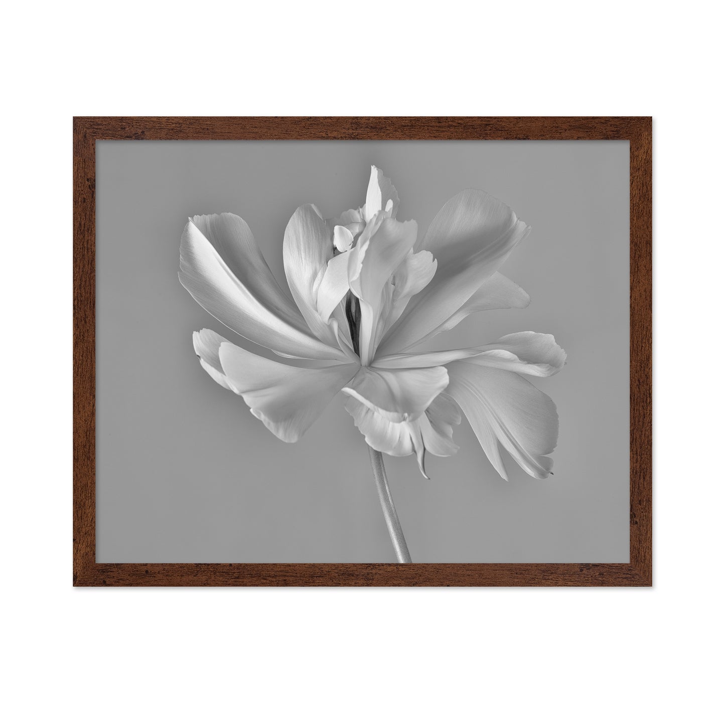 Elegant Tulip Bloom