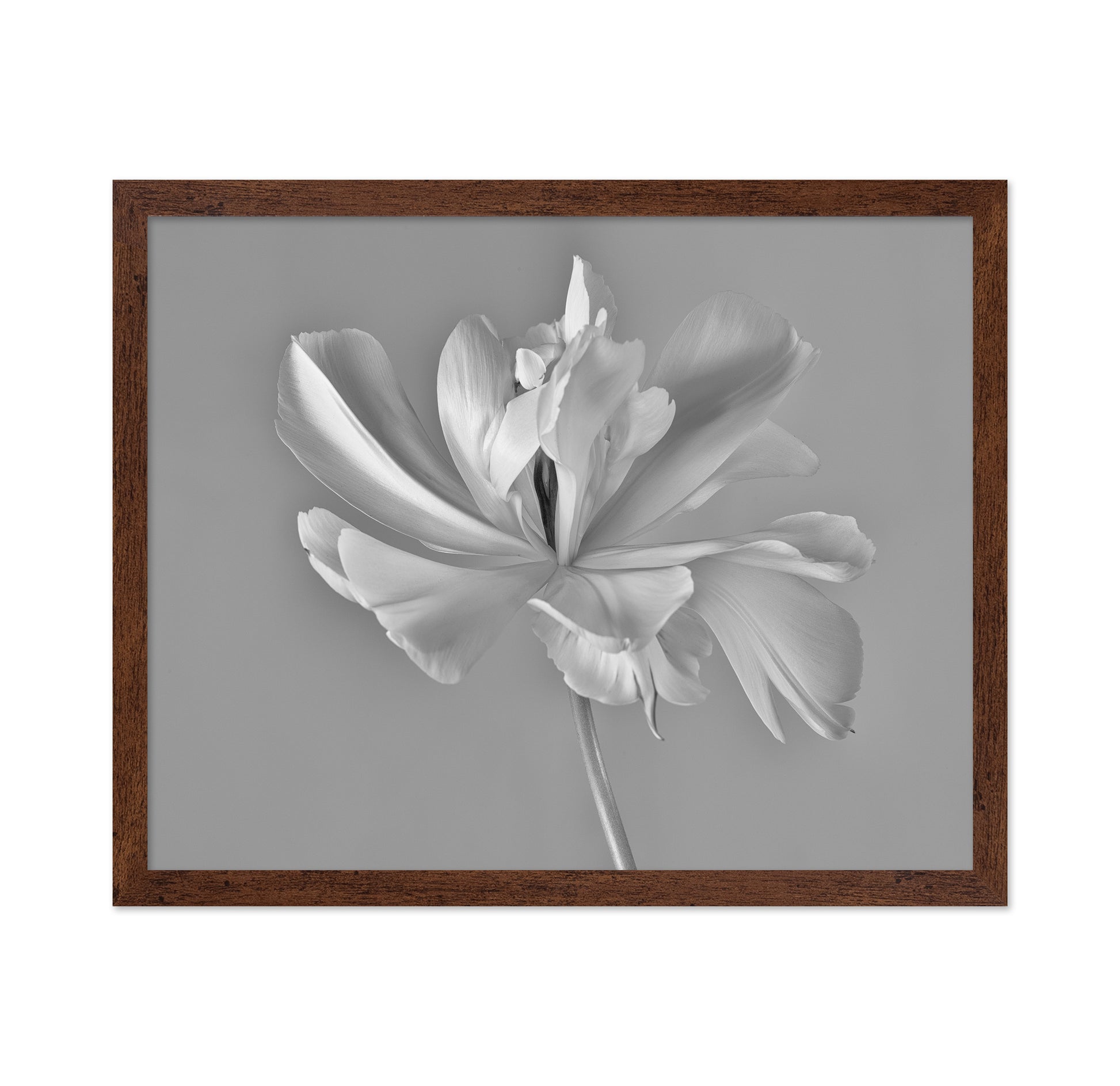 Elegant Tulip Bloom