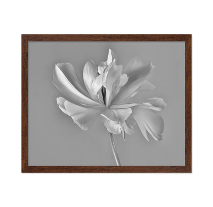 Elegant Tulip Bloom