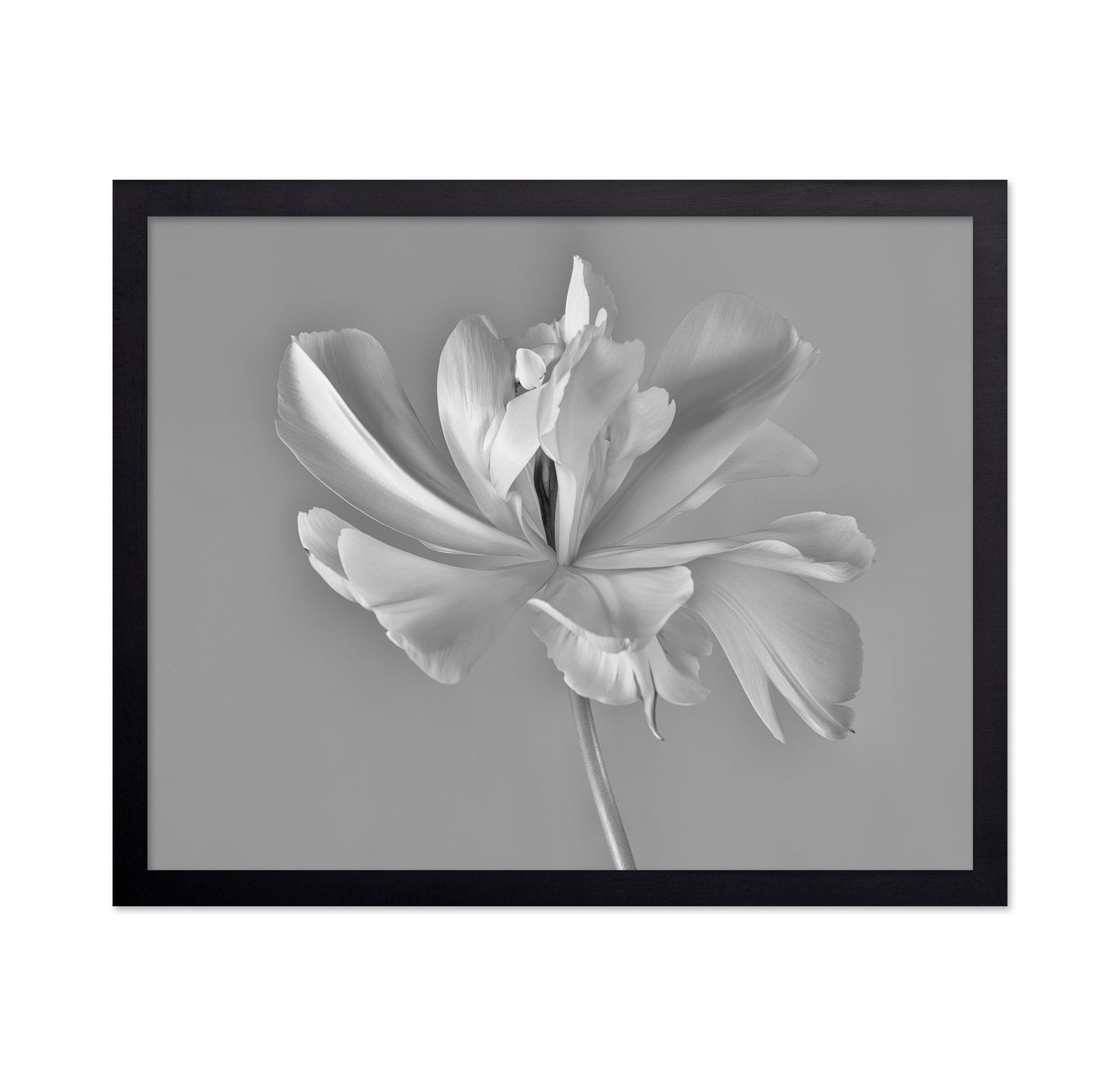 Elegant Tulip Bloom