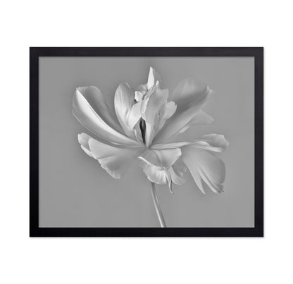 Elegant Tulip Bloom
