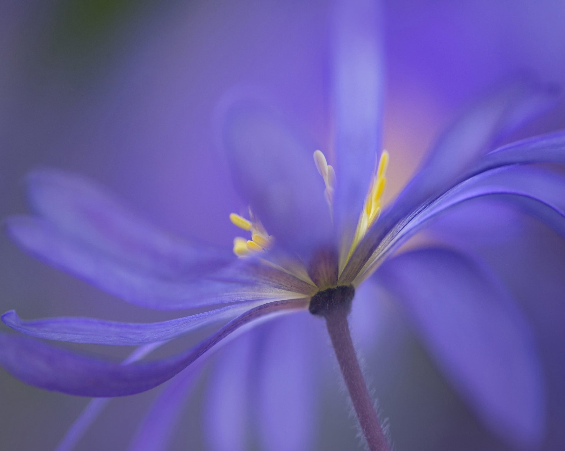 Soft Blue Petals