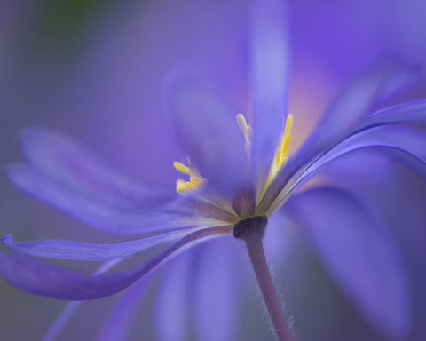 Soft Blue Petals