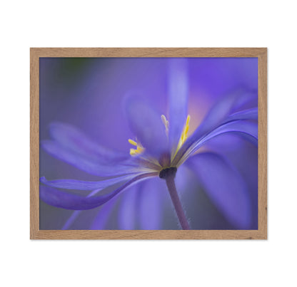 Soft Blue Petals